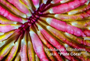  Exploring the Heliofungia Actiniformis aka The 'Plate Coral'