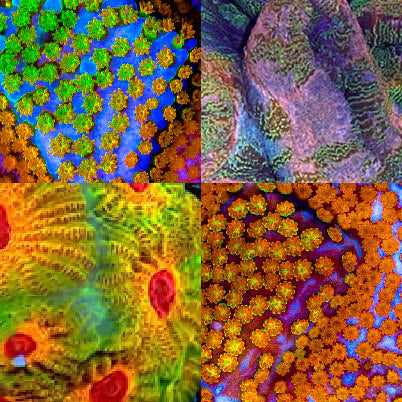  WYSIWYG Corals