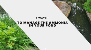  3 Ways to Manage Ammonia in Your Pond