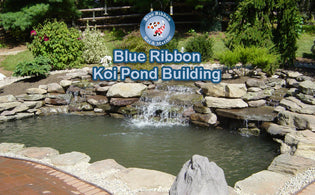  How To Build a Blue Ribbon Koi Pond