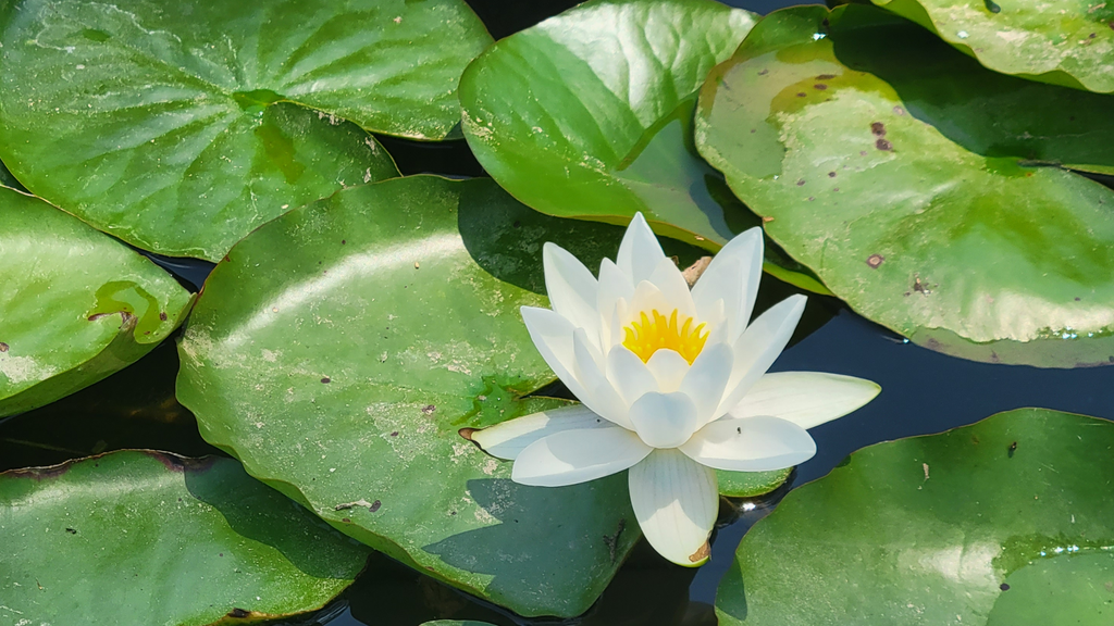 How to Plant Koi Pond Plants Guide