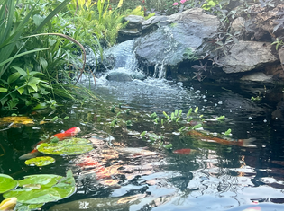  Koi Pond Tips