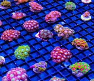  Coral Frags