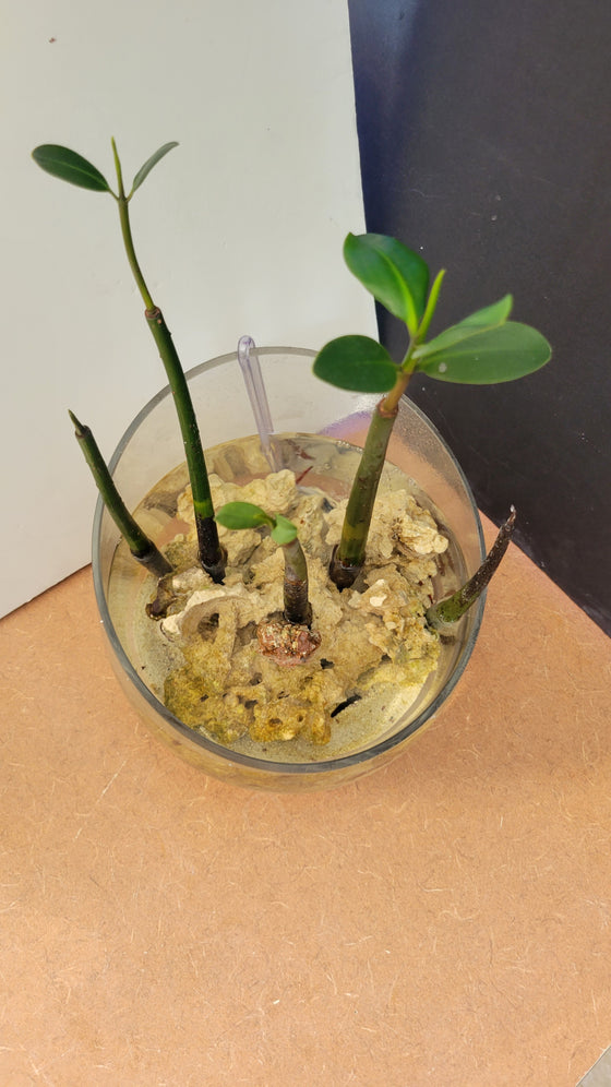 mangrove indoor plant Mangrove Pico Vase – Blue Ribbon Koi & Marine