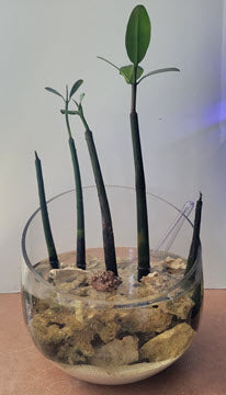  Florero Pico Manglar