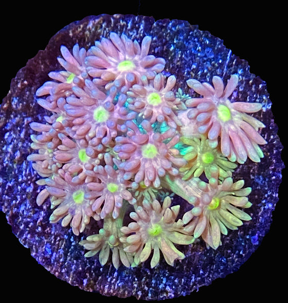 BRK Fruity Master Gonipora frag