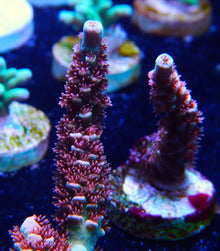  Cherry Bomb Acropora Frag