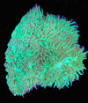 WYSIWYG - XL Elegance Coral (Catalaphyllia Jardinei) *SHOW