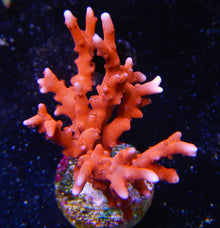  JF TNT anacropora Frag