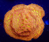 WYSIWYG - JF Jack 'O Lantern Leptoceris Frag