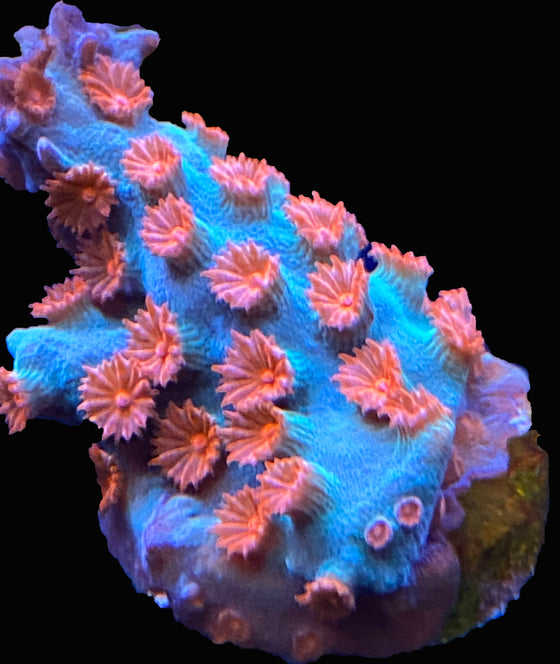 Meteor Shower cyphastrea frag