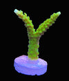 Neon Highlighter Acropora Frag