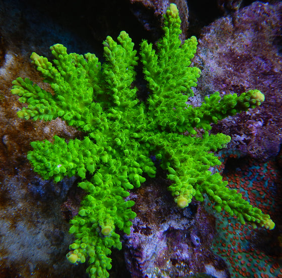 Neon Tort Acropora FRAG