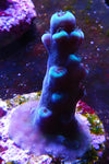 Oregon Tort (Tortuosa)  Acropora Frag