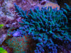 Oregon Tort (Tortuosa)  Acropora Frag