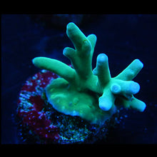  Hawkins Echinata Frag