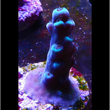  Oregon Tort (Tortuosa)  Acropora Frag