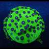 PPE Cyphastrea Frag (purple people eater)
