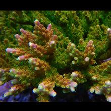  ARC Blazing Wildfire Acropora Frag