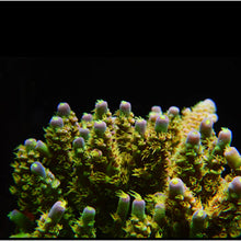  Walt Disney Acropora Frag