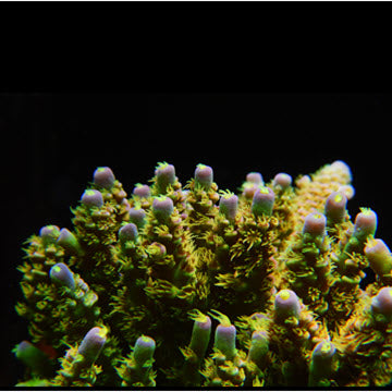 Walt Disney Acropora Frag