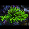 Yoda Suharsonoi Acropora Frag