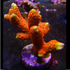 Forest Fire Montipora Digitata Frag