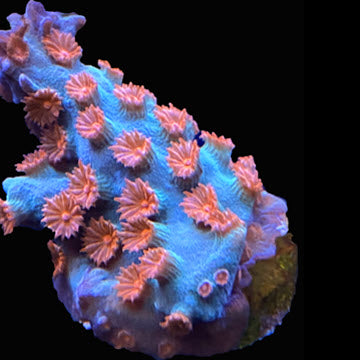 Meteor Shower cyphastrea frag