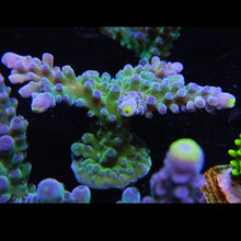  WWC Neon Tip Acropora Frag