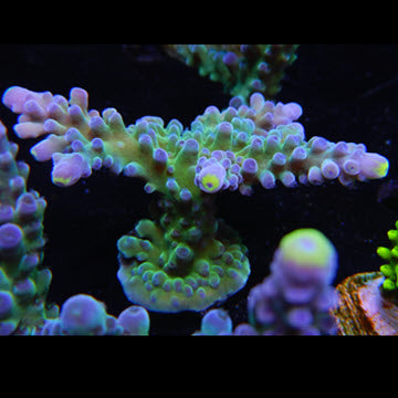 WWC Neon Tip Acropora Frag