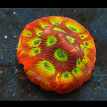  Hellfire Favia Frag