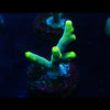 Yoda Suharsonoi Acropora Frag