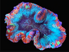 WYSIWYG Superman Trachyphyllia (Open Brain)