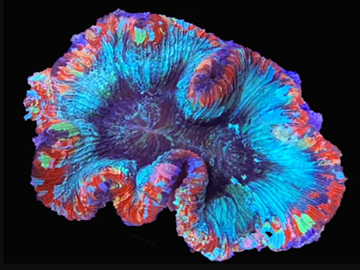 WYSIWYG Superman Trachyphyllia (Open Brain)