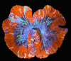 WYSIWYG Large Superman Trachophyllia (Open Brain)
