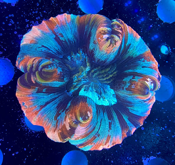 WYSIWYG -Trachyphyllia III