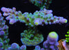 WWC Neon Tip Acropora Frag