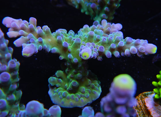 WWC Neon Tip Acropora Frag