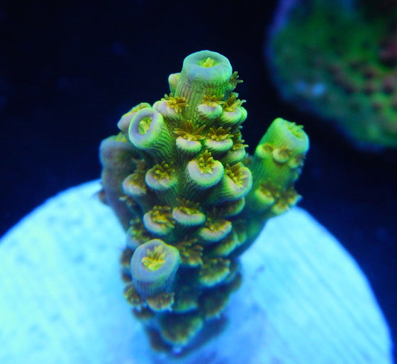 Walt Disney Acropora Frag