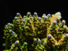 Walt Disney Acropora Frag