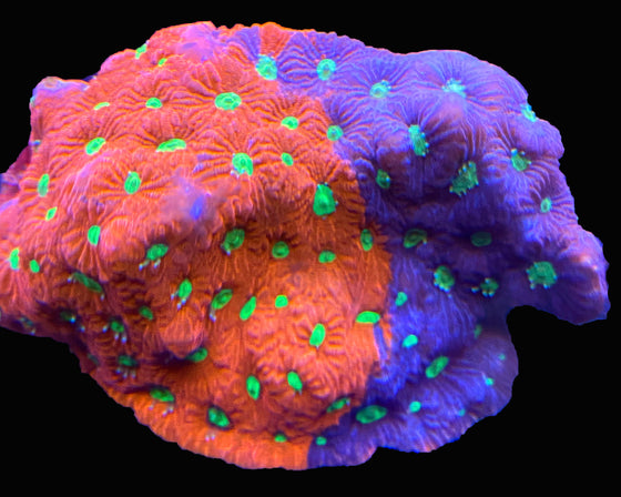 War Coral Favia - Red with green spots versus Purple with green spots
