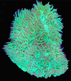 WYSIWYG - XL Elegance Coral (Catalaphyllia Jardinei) *SHOW