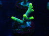 Yoda Suharsonoi Acropora Frag