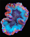 WYSIWYG Superman Trachyphyllia (Open Brain)