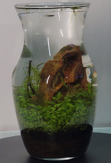 Jarrón Plantado Mediano II