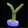 Neon Highlighter Acropora Frag