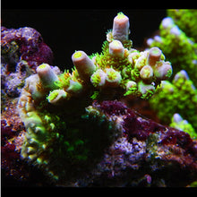  JF Homewrecker Acropora Frag