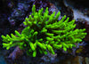 Yoda Suharsonoi Acropora Frag